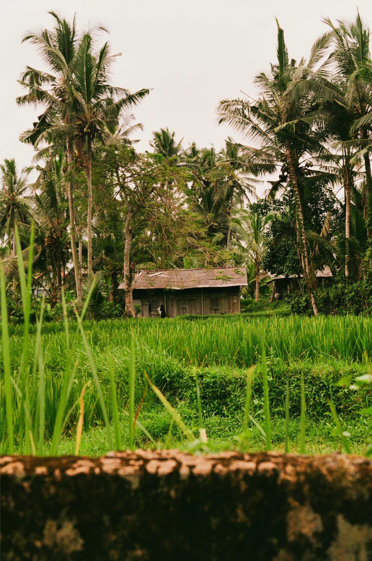 Bali on Kodak Gold