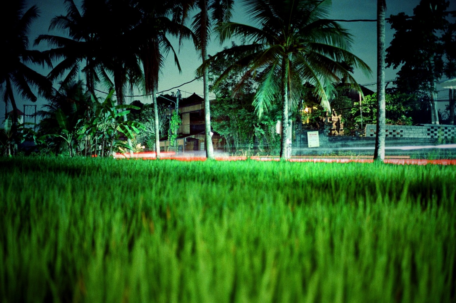 A night long-exposure of a rice paddy, a lit shrine glowing behind the palms