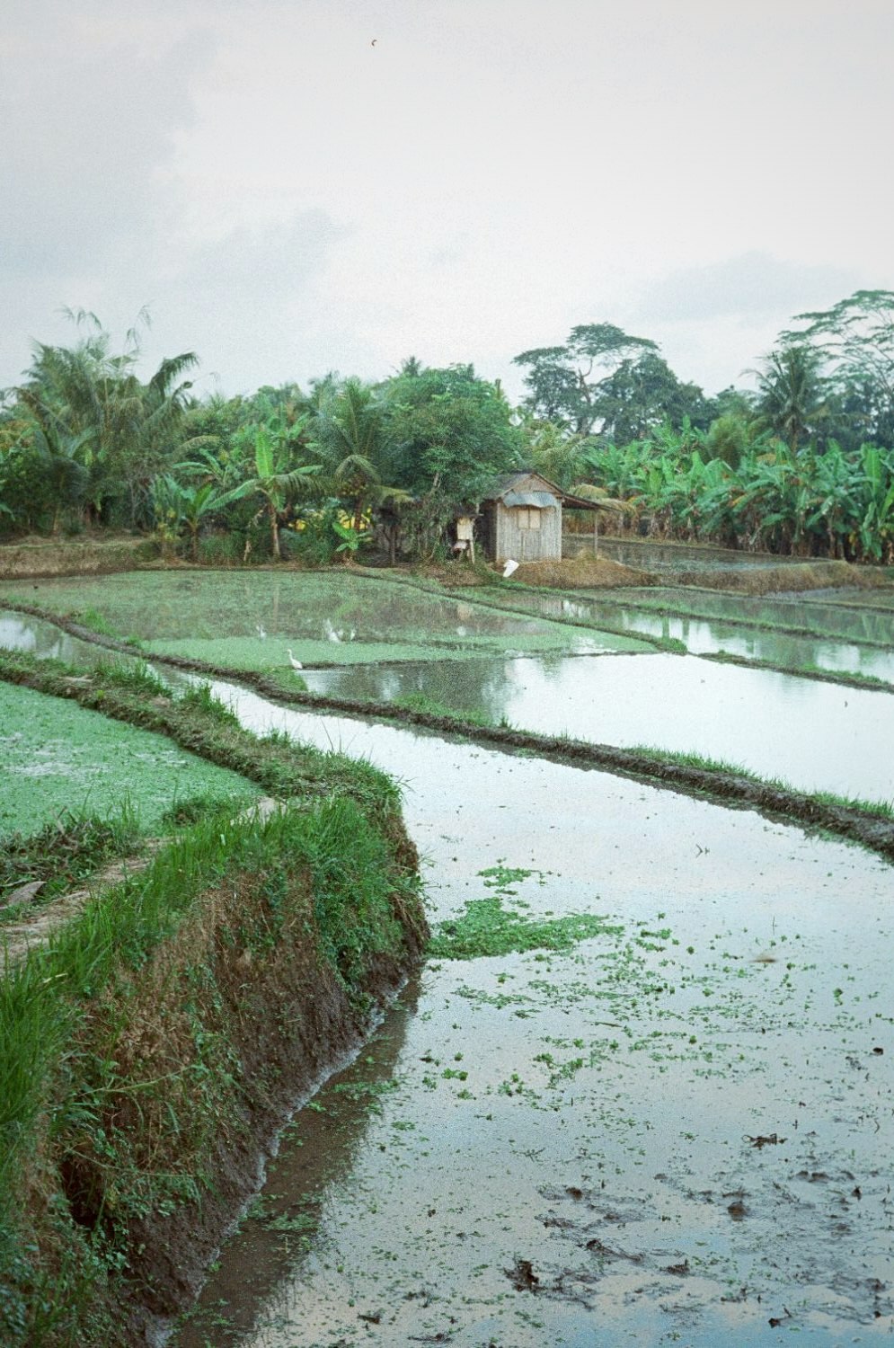 Flooded rice terraces stepping down a green hillside