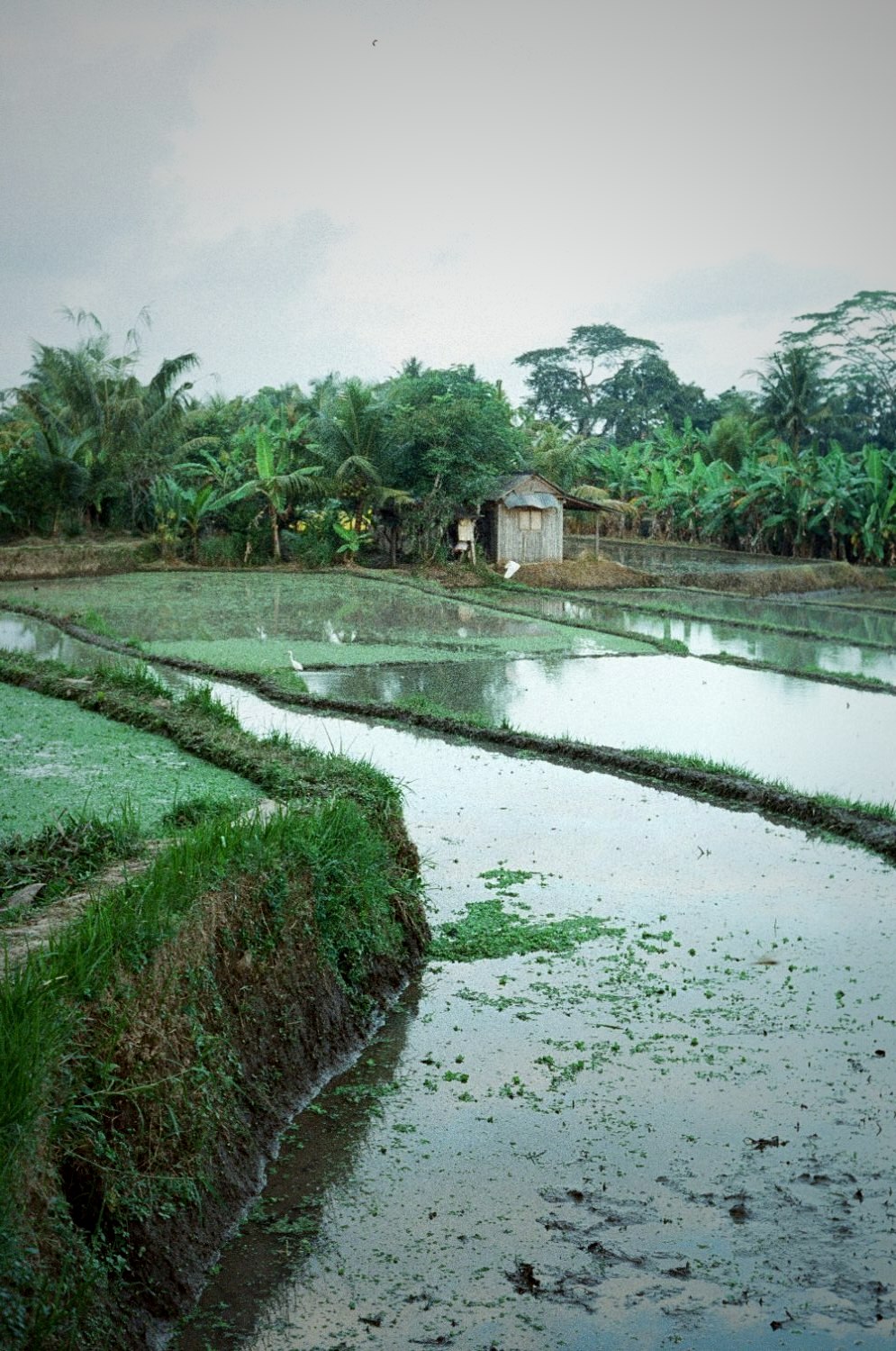 Flooded rice terraces stepping down a hillside, a small hut among them