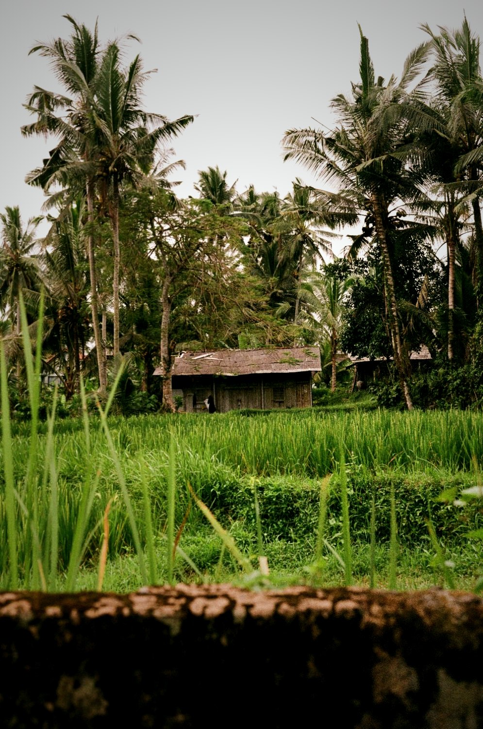 A small shrine hut standing in a green rice paddy