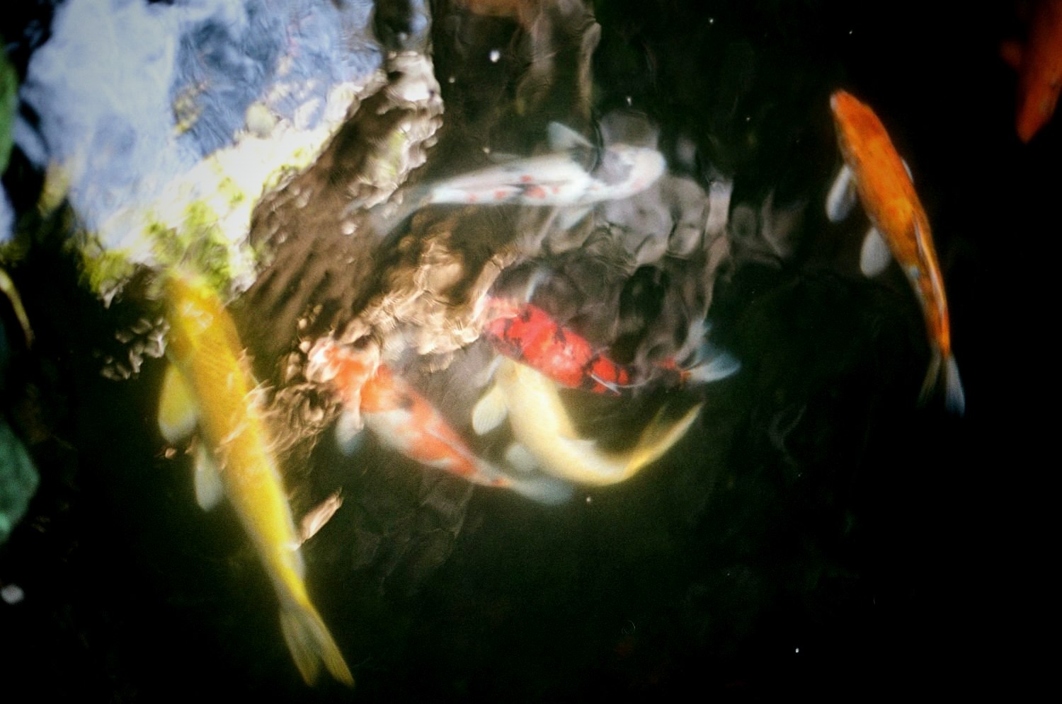Koi holding still in dark water