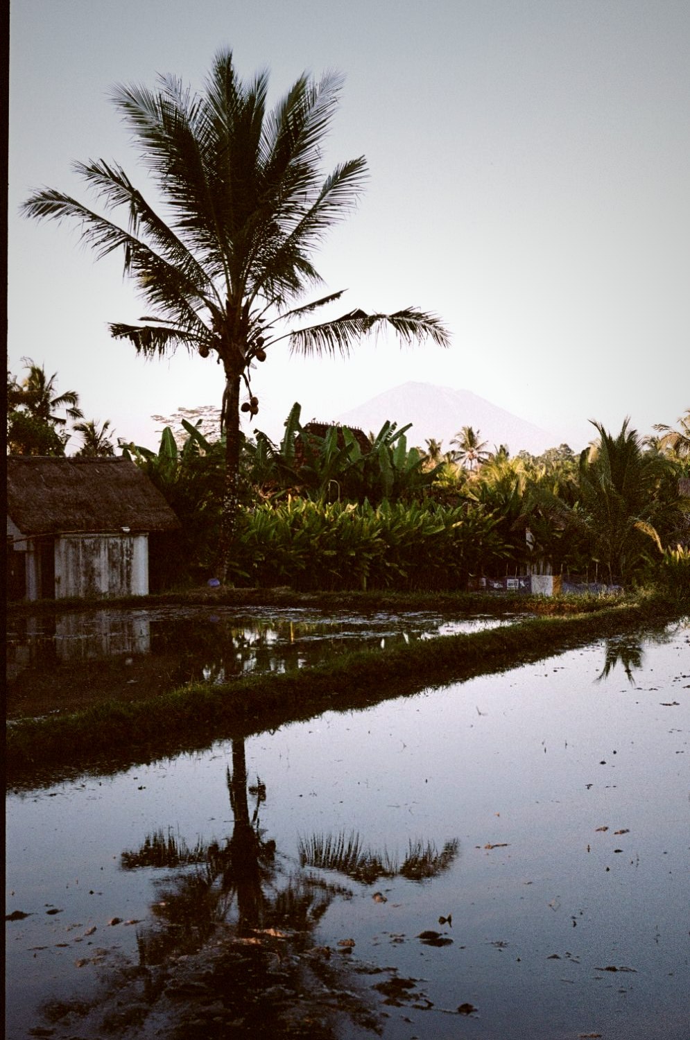 A palm and a hut mirrored in still paddy water at dusk