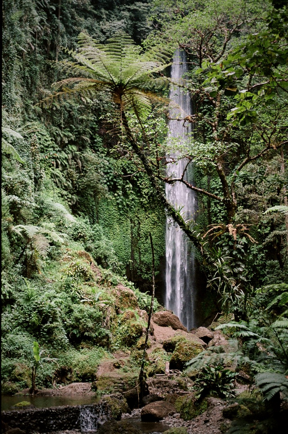 A thin waterfall in a fern-filled jungle gorge